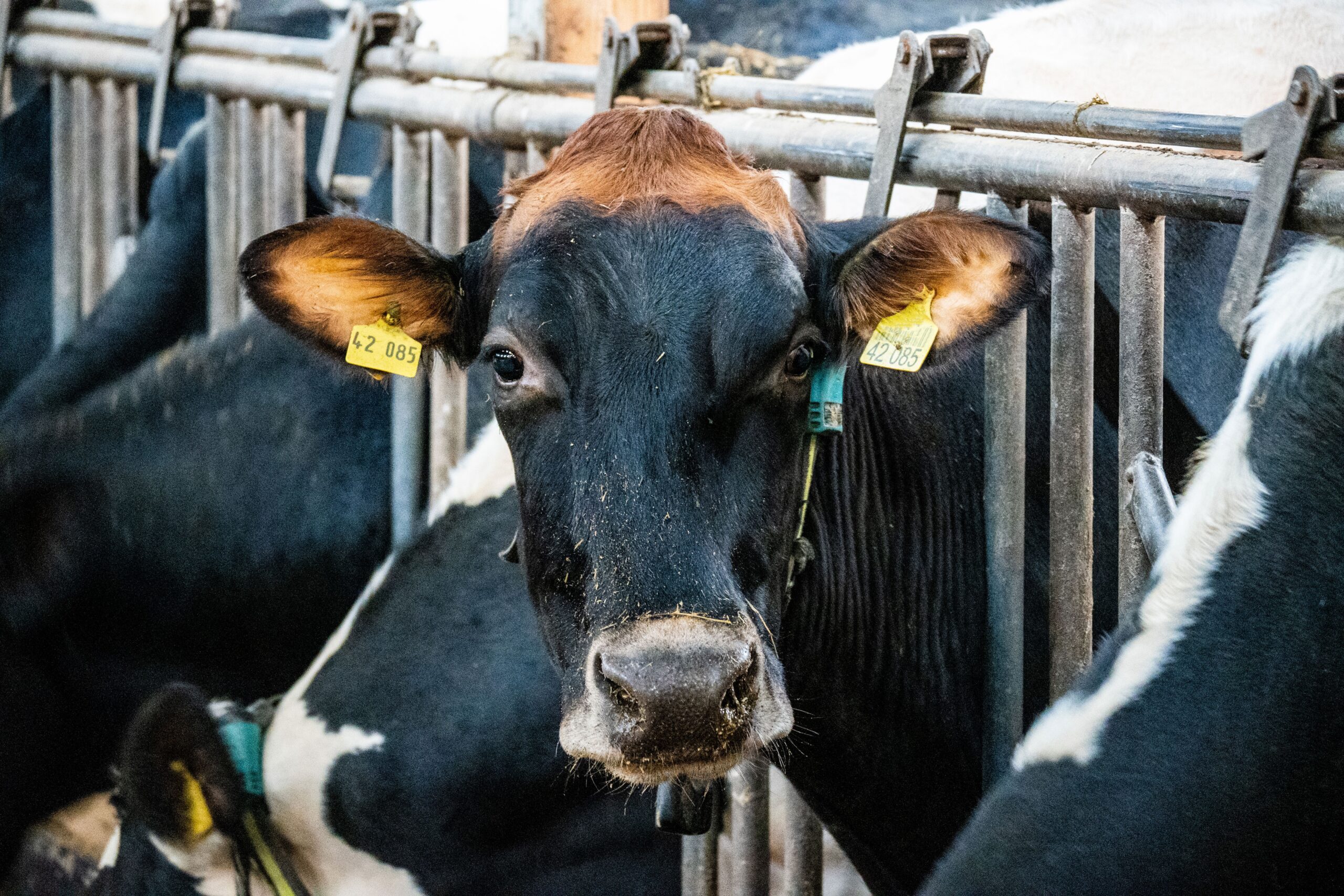 lhannemann-cow-6898819