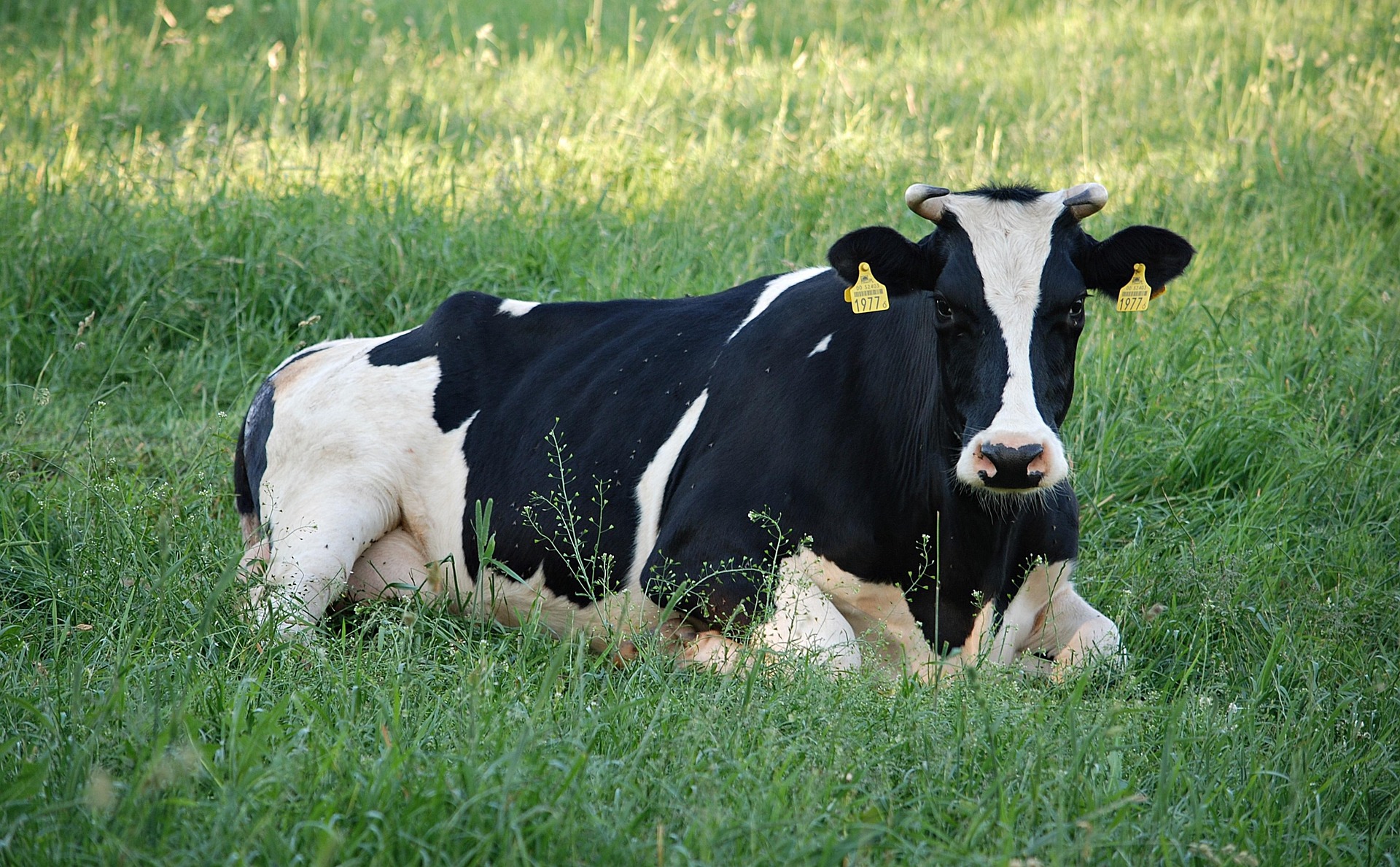 martawroblewska-cow-1495509_1920