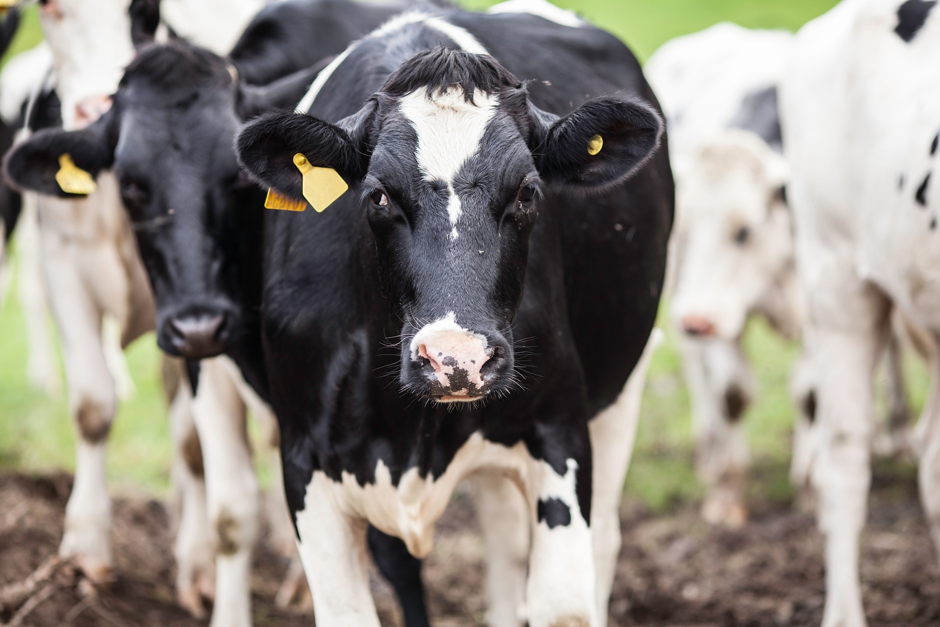 stocksnap-cow-2589736_1920